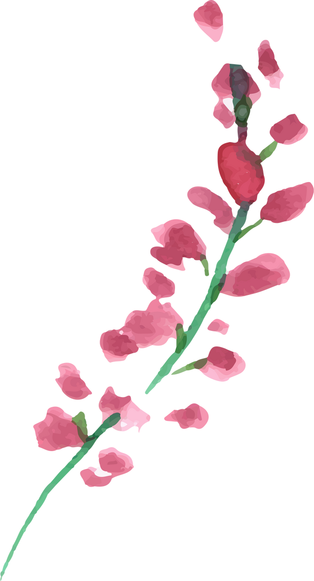 Watercolor Flower Plant Illustration